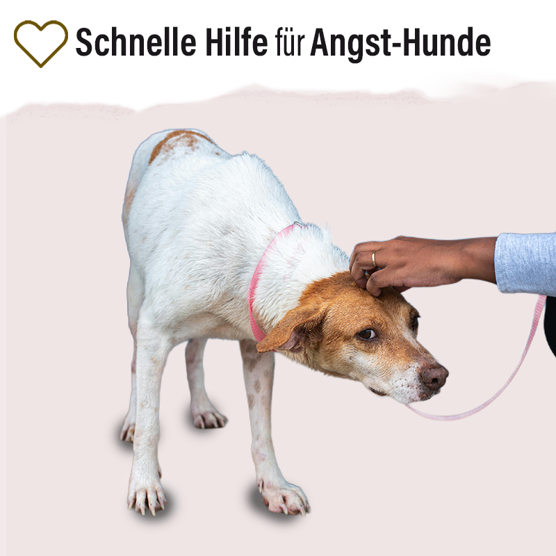 Wuff Relax Kräuter-Band - Limawo
